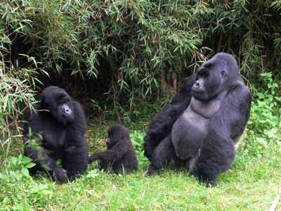 Mountain Gorilla: Before the 1900s, stories about  monstrous "ape-men" in East Africa were received with a heavy dose of skepticism. Today, less than 500 of the docile herbivores remain in existence due to poaching and civil unrest.