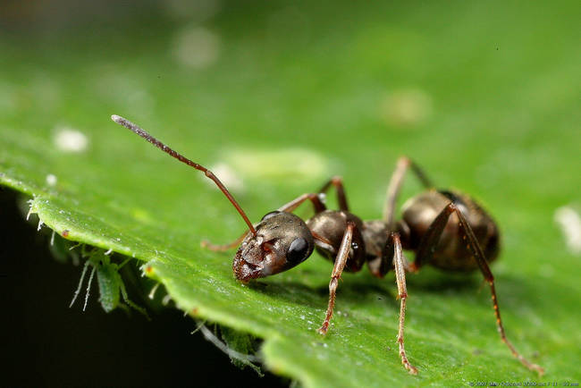 11.) The total weight of all the ants on earth is greater than the total weight of all humans.