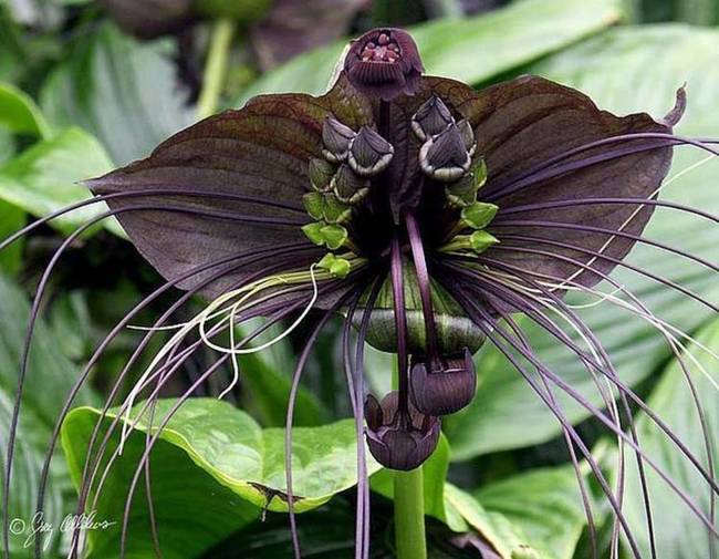 Black Bat Flower (Tacca chantrieri)