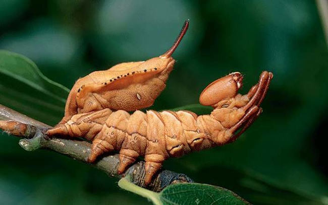 9.) Lobster Moth Caterpillar.