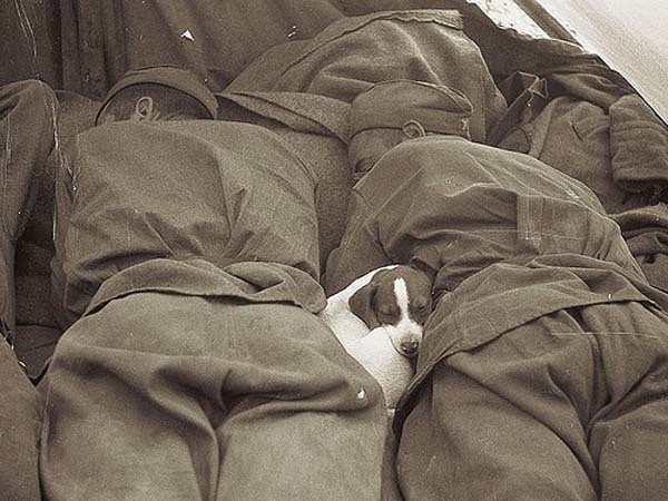 27.) A small puppy sleeps in between Russian soldiers (1945).