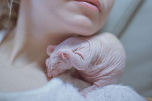 Scientists use hairless rats to study compromised immune systems and kidney disease.