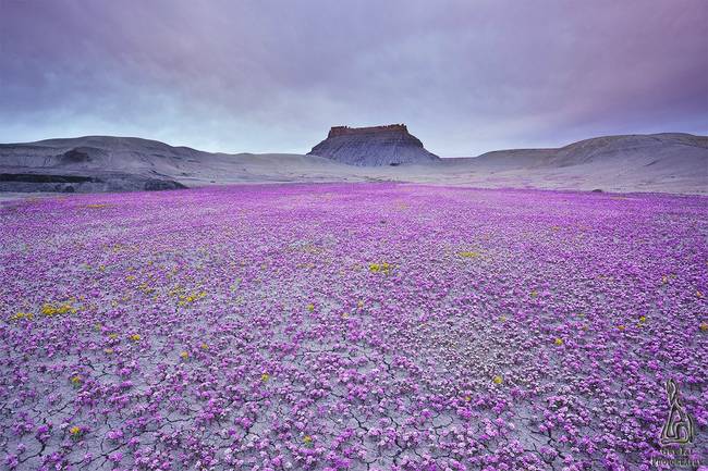 When it does happen, these otherwise arid lands of Utah’s badlands burst into color with carpets of Scorpionweed and Beeplant.