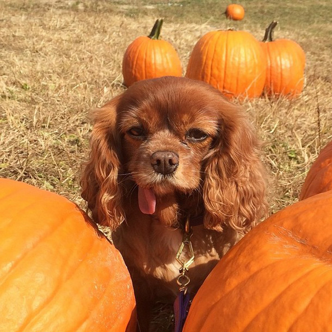 These pumpkins weren't up to her standards.