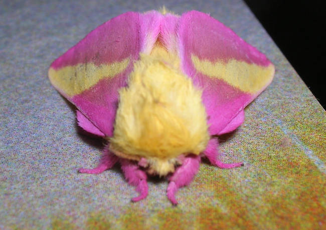 Rosy Maple Moth