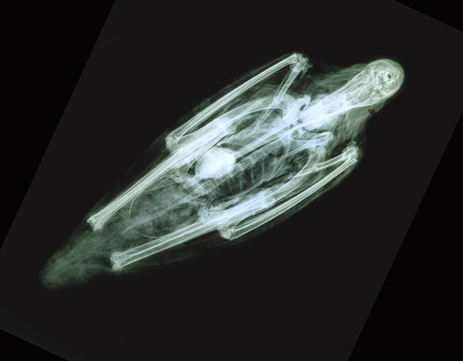 An x-ray of the ibis mummy.