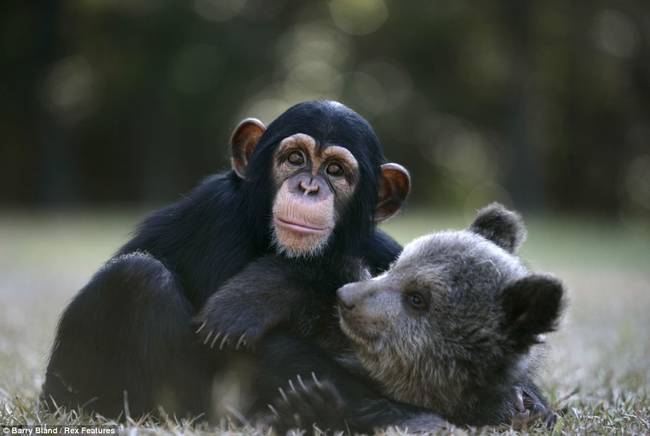 They've been inseparable ever since they were introduced at the park. Among their favorite pastimes are rousing games of tag and wrestling matches.