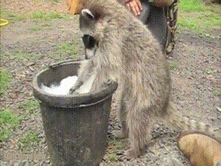 10.) This raccoon is teaching everyone some hygiene basics.