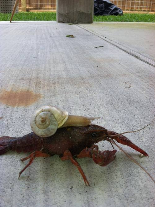 OK, well I bet you didn't know that snails enjoy riding lobsters. Thought not.