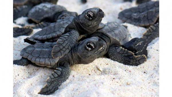 7.) Volunteers once formed a human wall to help baby loggerhead sea turtles to the ocean on the Caribbean island of Bonaire.