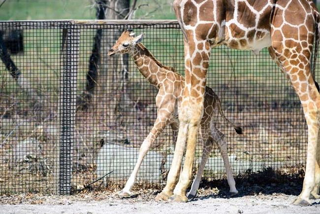 11.) Giraffe mothers will often return to where they were born to have their babies (talk about nostalgia).