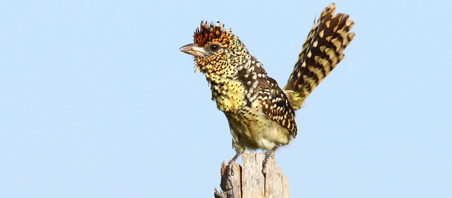 4.) D'Arnaud's Barbet