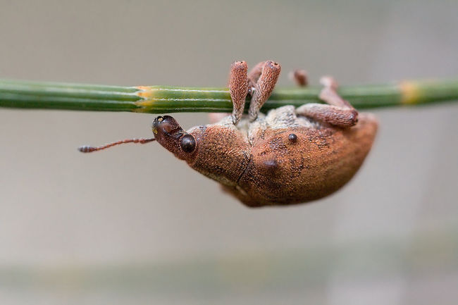 7.) Eucalyptus Snout Beetle