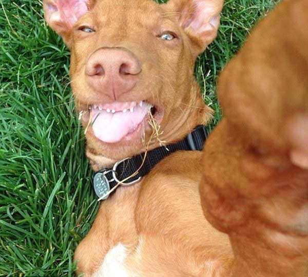 1.) Dog selfies are silly.