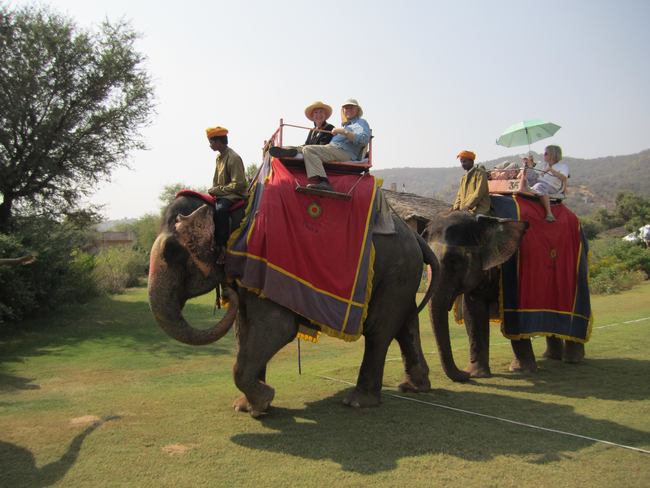 7.) Elephant - Thailand, South Africa