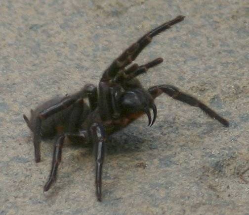 The funnel web spider has a name that kind of makes it sound fun, but it is also the second most poisonous spider on the planet.