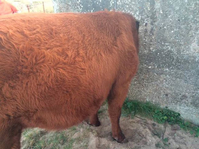 1.) Like this pregnant Lincolnshire red who found her way into a sticky situation.