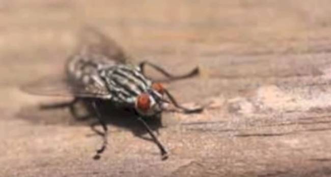 7.) When an African Fly bit the man in the video below, it laid its eggs inside him as well.