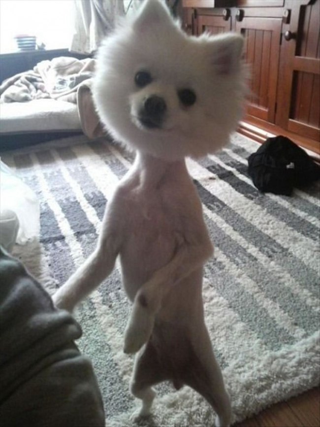 4.) Bobblehead or dog??