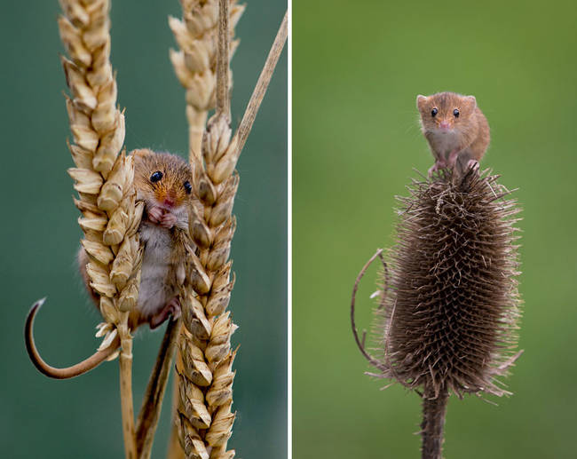 These mousies are taking advantage of some seeds. Look at the one on the left stuffing its lil face!