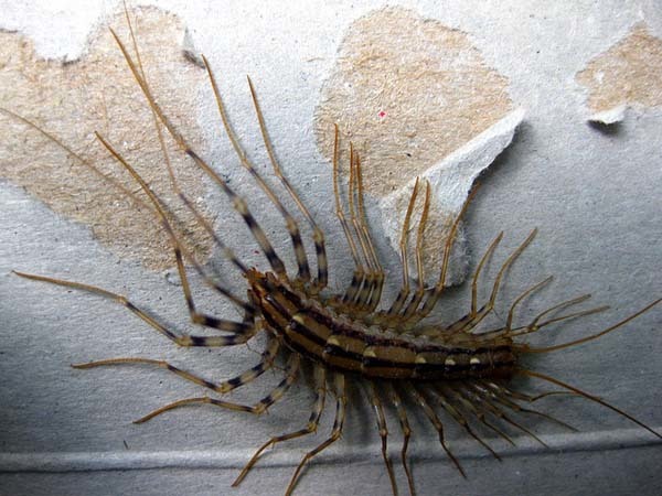 11.) House Centipedes: That’s right, as in, YOUR HOUSE. They are harmless, but you can find them underneath cabinets, in closets and basically everywhere you wouldn’t want to find a disgusting centipede.