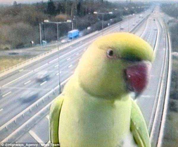 15.) The parrot selfie is so fly.