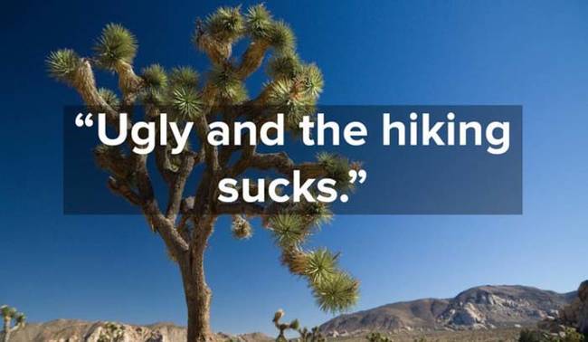 4.) Joshua Tree National Park.