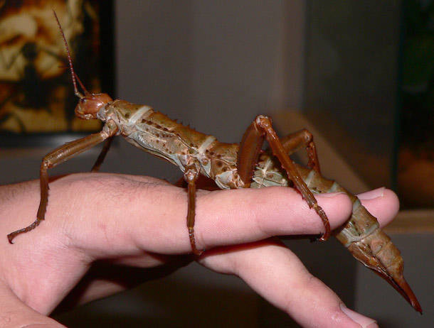 Thorny Devil Stick Insect