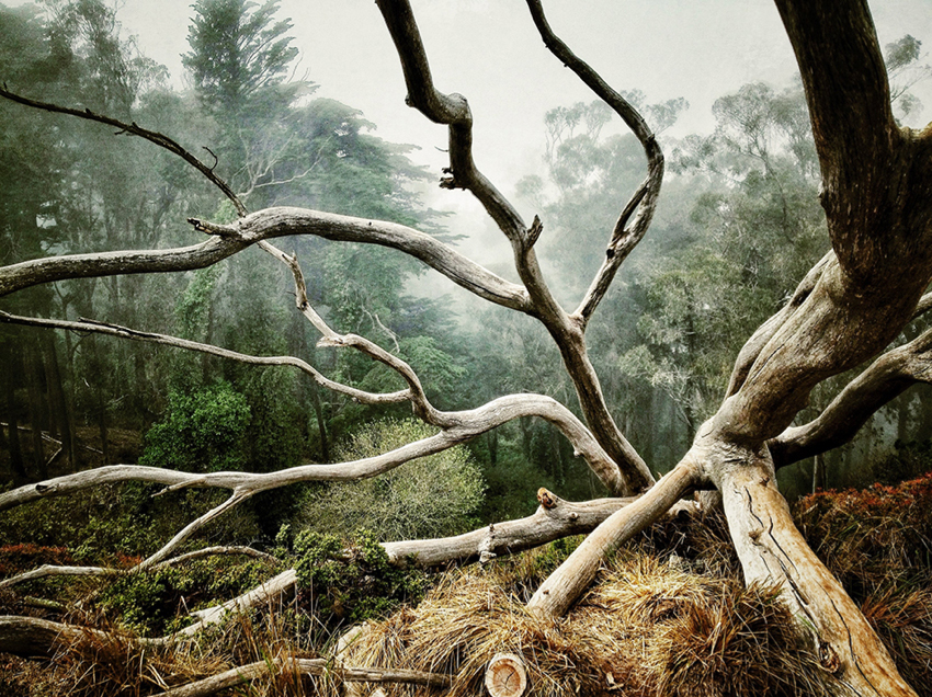 Trees - First Place: Aaron Pike