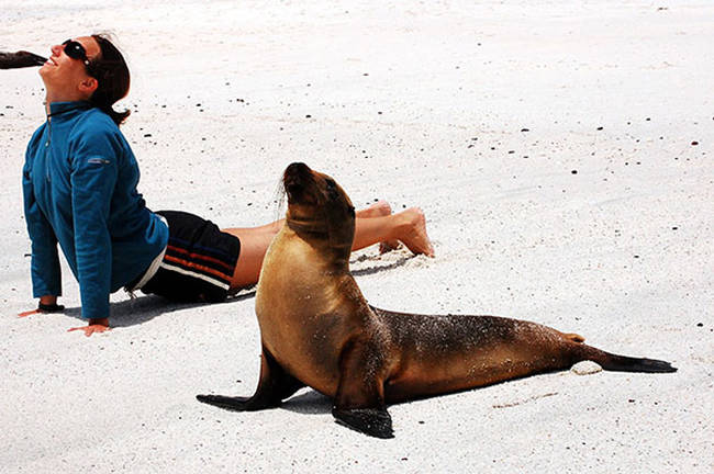 This serene seal.