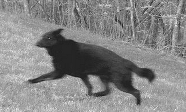 7.) There is a popular legend in Britain of a black dog ghost whose appearance usually signals death. There numerous appearance in all the islands of Great Britain has inspired storytellers as diverse as Sir Arthur Conan Doyle and J.K Rowling.