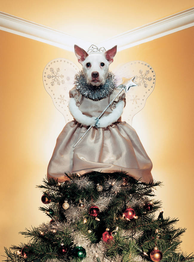 In 2000, she was an angelic tree-topper.