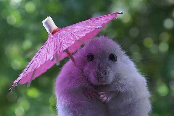 3.) Your tiny umbrella can't hide your cuteness, hamster.