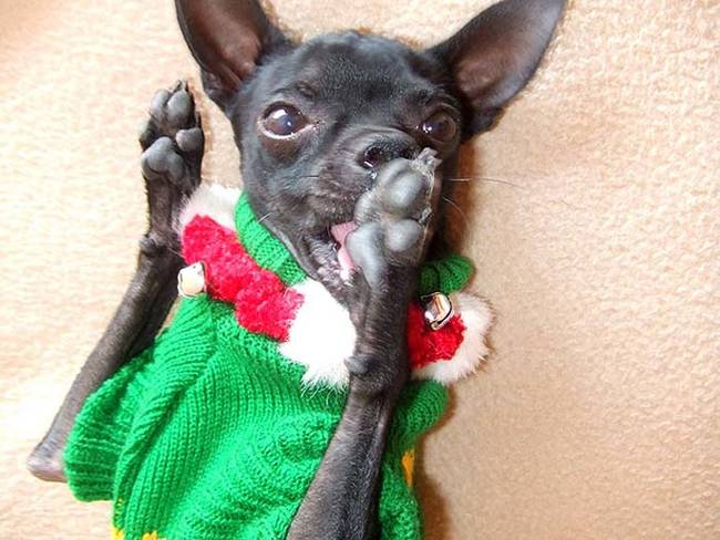 "Fine! I surrender to the bad sweater!"