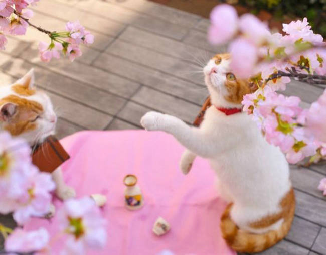 They enjoy the blooming cherry blossoms.