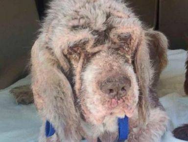 The level of neglect is absolutely inexcusable. The dogs' skin and eyes were riddled with infection.