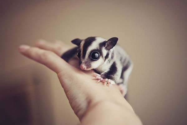 13.) This sugar glider is too sweet.