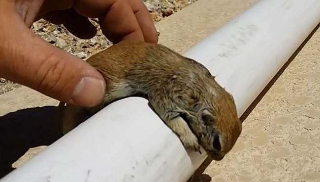 Rick began gently pushing on the squirrel’s stomach to clear its lungs while it rested on PVC pipe. “Can you throw up? Can you give it a heave ho? Give it the old ugh,” Gruber said.