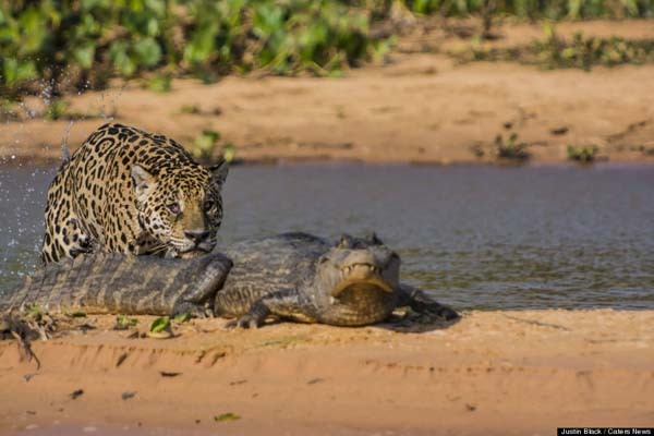 In fact, the jaguar used one of the caiman's tricks against him...