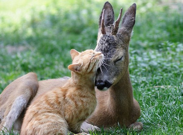 12.) These wild friends know the value of a good cuddle.