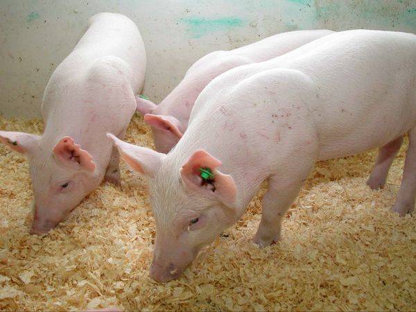 Pigs that produce 65% less phosphorus in their waste.