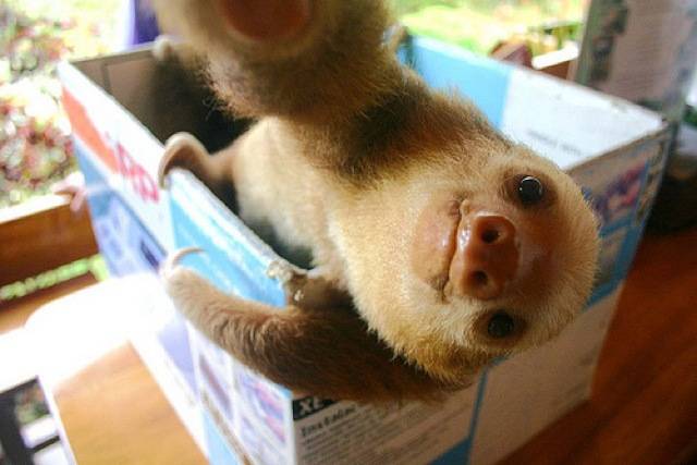 "I'm a sloth and I'm in a box. It must be documented."