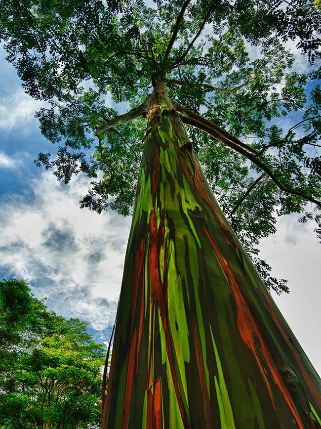 The bark sheds in such a way  so that different colored layers are showing at one time.