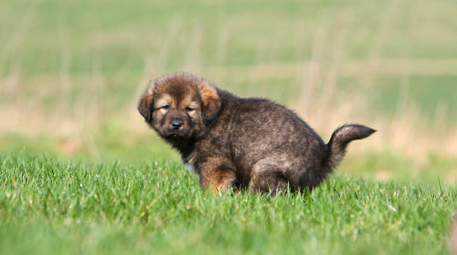 Dogs poop in Alignment with Earth's magnetic field.