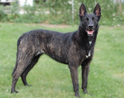 16.) Rocky: A Colorado police dog, Rocky chased down a burglar and even suffered a bullet wound, but it didn't stop him from nabbing the crook.