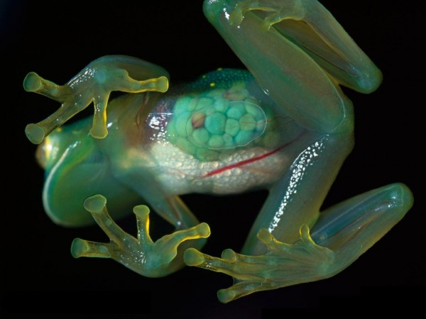 See-through frogs.