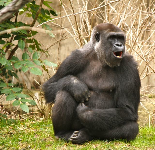 5.) Apes will laugh when you tickle them.