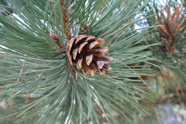 One day a pine cone fell in the yard and a tree began to take root. The children were excited to have a tree for Christmas, but were saddened when they realized they could not afford to decorate it.