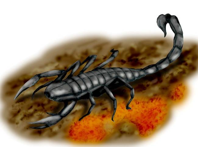 7.) Pulmonoscorpius (the giant NORMAL scorpion)