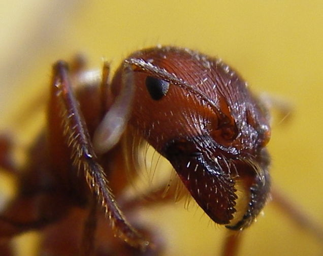 Red harvester ant: 3.0 on the pain scale. 
“Bold and unrelenting. Somebody is using a drill to excavate your ingrown toenail."